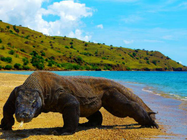 Wisata Eksklusif Pulau Komodo. Harus Bayar Mahal Untuk Sesuatu Yang Luar Biasa