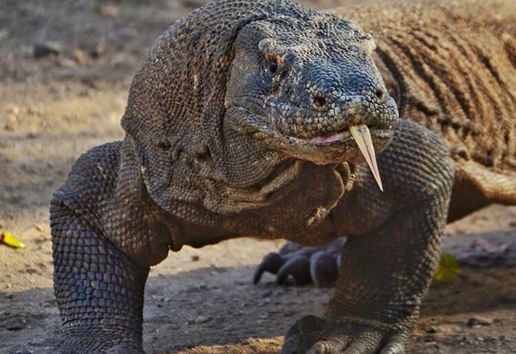 Antara Pulau Komodo dan Mimpi Masyarakat untuk Mengunjunginya