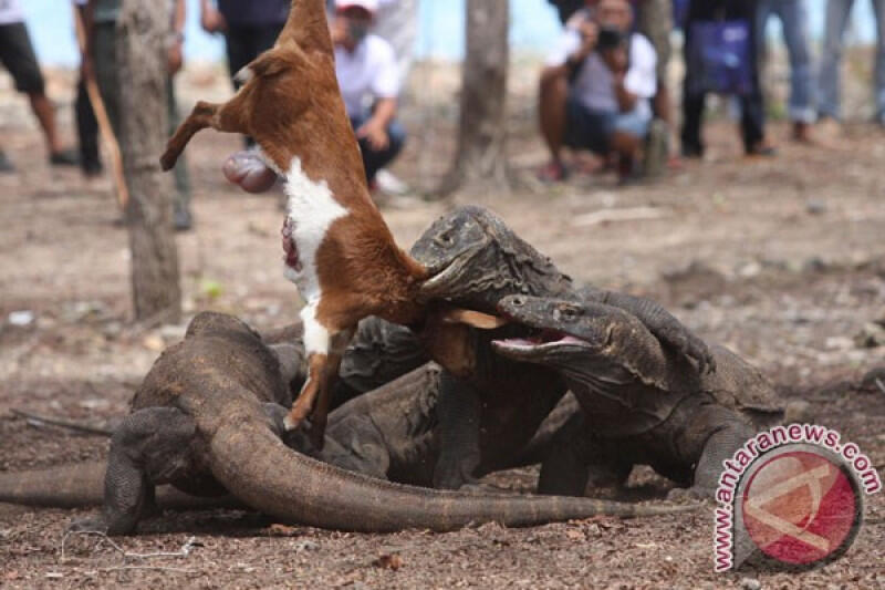 Fakta Unik Tentang Komodo, yang Terakhir Percaya Saja Gan!