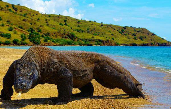 Mau Lihat Komodo di Habitat Aslinya? Siap-siap Rogoh Kocek Rp 14 Juta Dulu, Gan!