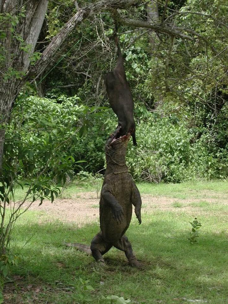 Mau Lihat Komodo di Habitat Aslinya? Siap-siap Rogoh Kocek Rp 14 Juta Dulu, Gan!