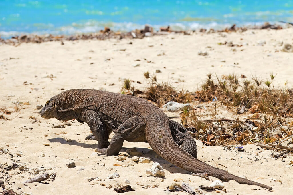 Paket Wisata Mahal? Kartu Member Premium Berlaku Bagi Turis Pulau Komodo