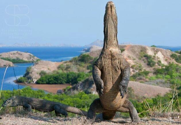 Harga Tiket Masuk Pulau Komodo 14 Juta? Saya, sih, Yes!