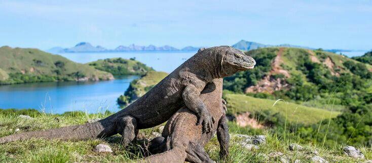 Harga Tiket Masuk Pulau Komodo 14 Juta? Saya, sih, Yes!