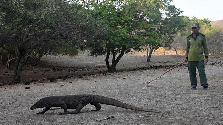 Dilema Penutupan dan Penerapan Wisata Eksklusif di Pulau Komodo