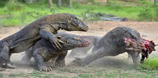 Masa Depan Pulau Komodo