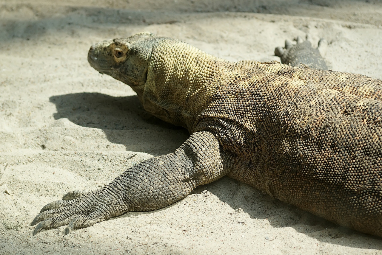 Komodo Ku Sayang, Komodo Ku Kenang