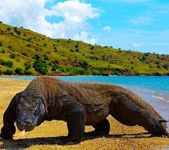 Begini Harapan Ane Untuk Konservasi Pulau Komodo