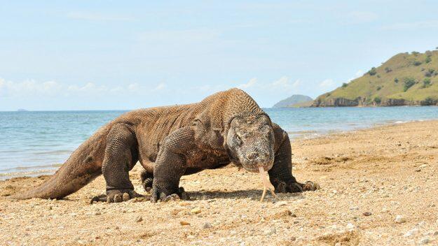 Wisata Premium Ala Indonesia Di Pulau Komodo Langkah Tepat Menjaga Kelestarian
