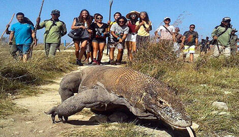 14 Juta Untuk Kenal Komodo, Mengapa Tidak, Inikah Alasannya?