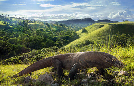 14 Juta Untuk Kenal Komodo, Mengapa Tidak, Inikah Alasannya?