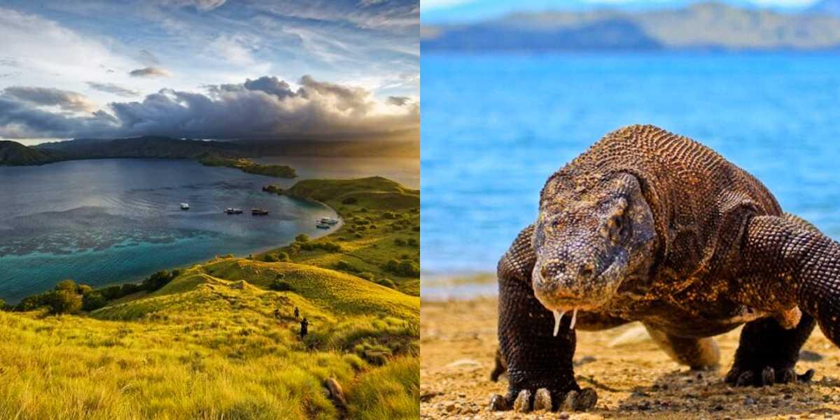 Menikmati Wisata Premium Di Pulau Komodo Yang Kini Tak Lagi Murah