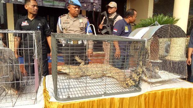 Ironis Jika Taman Safari Indonesia benar Terlibat Perdagangan Gelap Satwa Langka