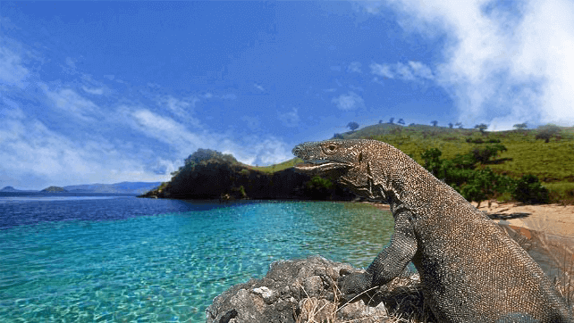 Alasan Dan Pertimbangan Pemerintah Menaikkan Tiket Masuk Pulau Komodo