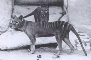 Thylacine, Hewan Endemik Tasmania yang Dikabarkan Punah 80 Tahun Lalu