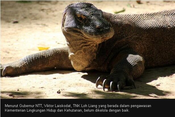 Gue Setuju Penutupan Taman Nasional Komodo Untuk Menjadi Lebih Baik dan Modern