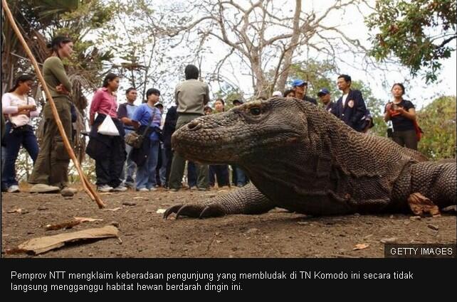 Gue Setuju Penutupan Taman Nasional Komodo Untuk Menjadi Lebih Baik dan Modern