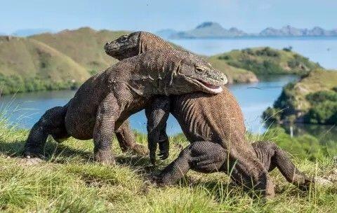 Harga Berkelas Dunia! Wisata Eksklusif Taman Komodo Tetap Worth It untuk Dikunjungi 