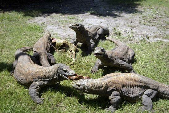 Harga Berkelas Dunia! Wisata Eksklusif Taman Komodo Tetap Worth It untuk Dikunjungi 