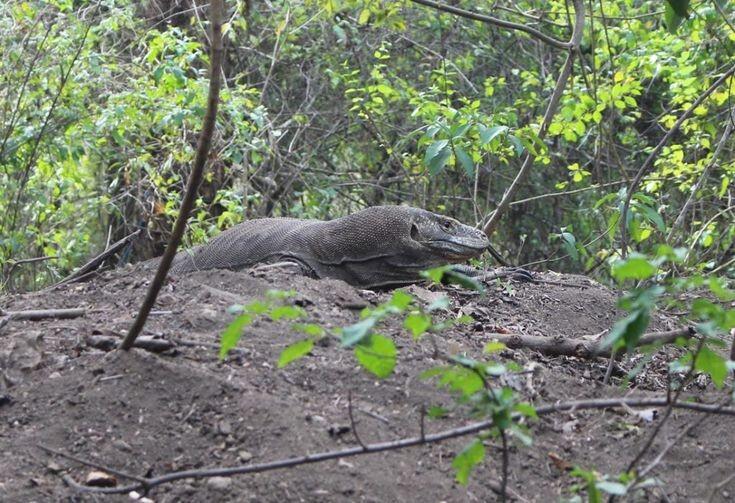 Harga Berkelas Dunia! Wisata Eksklusif Taman Komodo Tetap Worth It untuk Dikunjungi 