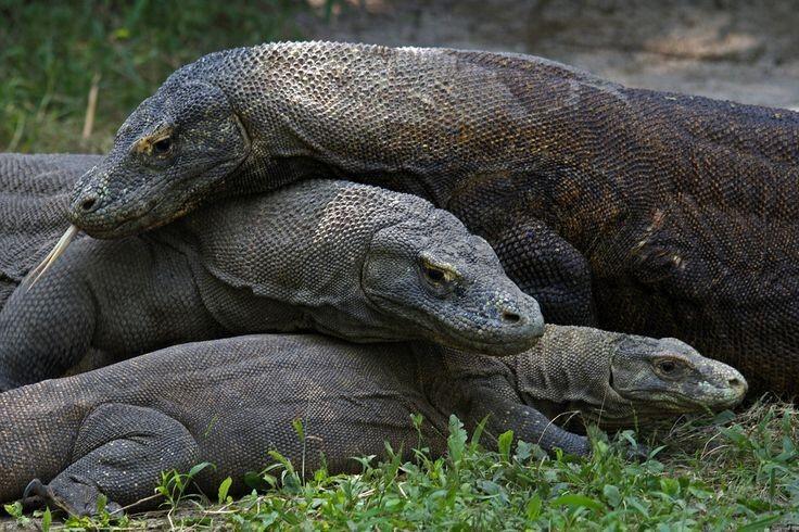 Harga Berkelas Dunia! Wisata Eksklusif Taman Komodo Tetap Worth It untuk Dikunjungi 