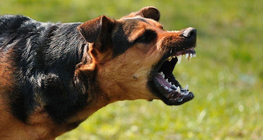 Gagal Menjadi Anjing Polisi, Anjing Ramah Ini Jadi Penyambut Tamu Di Kantor Gubernur!
