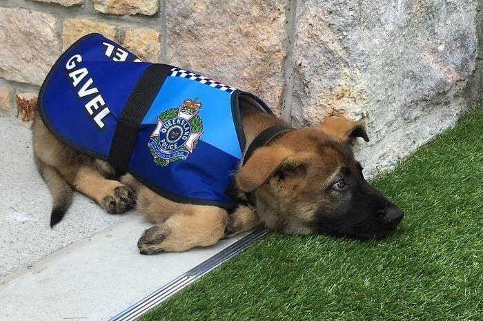 Gagal Menjadi Anjing Polisi, Anjing Ramah Ini Jadi Penyambut Tamu Di Kantor Gubernur!