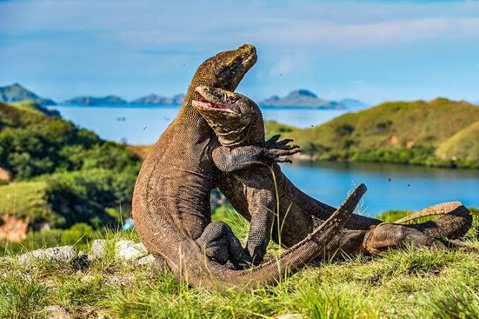 Apa Kita Harus jadi Anak Sultan agar Bisa Liburan ke Pulau Komodo? 