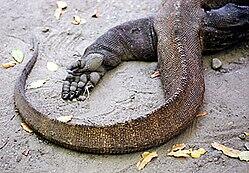 Komodo? Inilah Kebiasaan Hewan Langka Tersebut