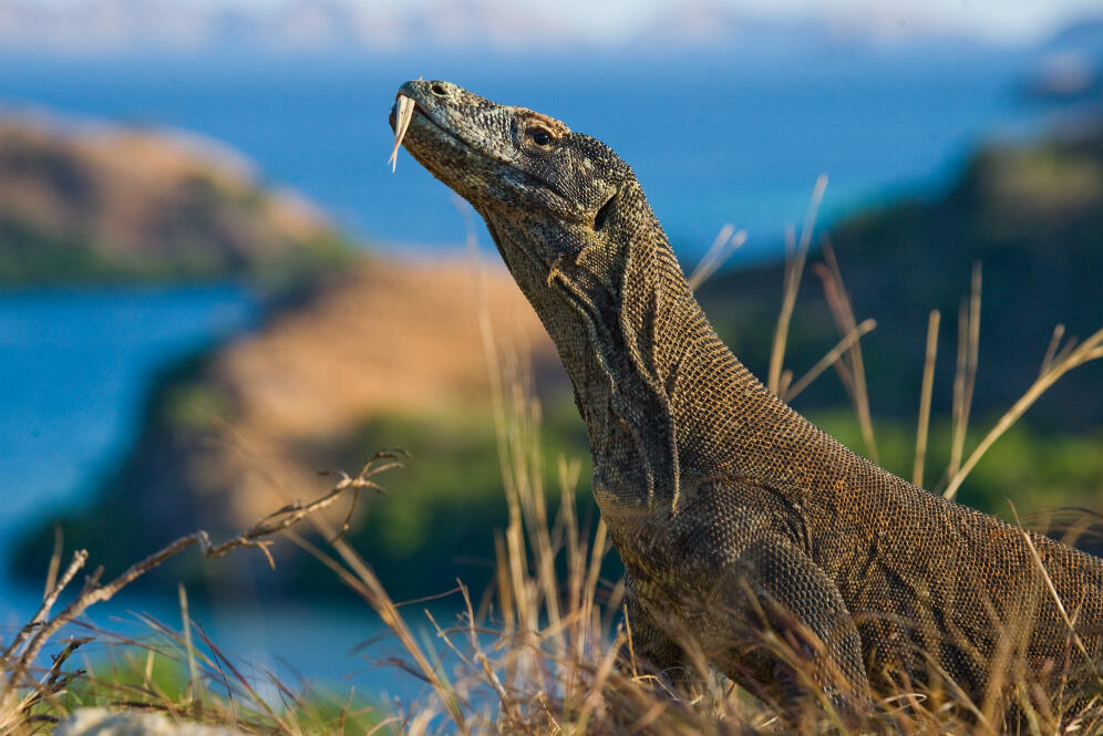 Bukan Ditutup, Pulau Komodo Akan Jadi Wisata Ekslusif Dengan Harga Tiket 14 Juta