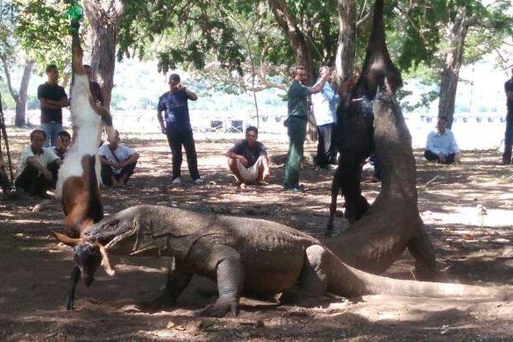 Menurut Ane, Ini Yang Harus Di Antisipasi Sebelum Tiket Pulau Komodo Jadi Rp 14 Juta