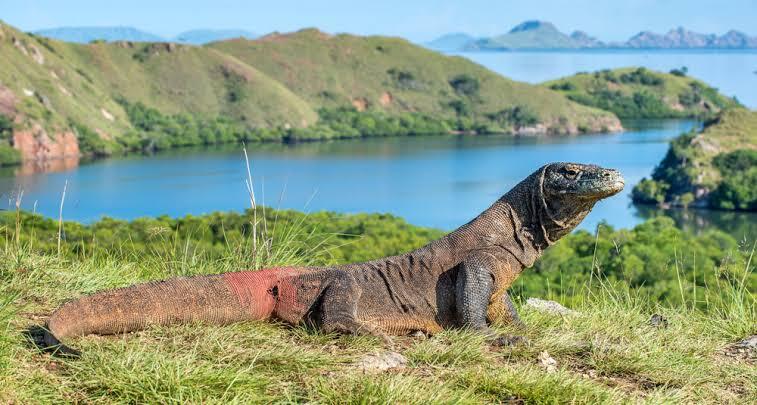 Pulau Komodo Dialihkan Menjadi Destinasi Eksklusif, Berikut Fakta-faktanya