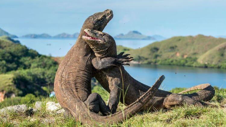 14 Juta Hanya Untuk Melihat Komodo? Ini Alasannya