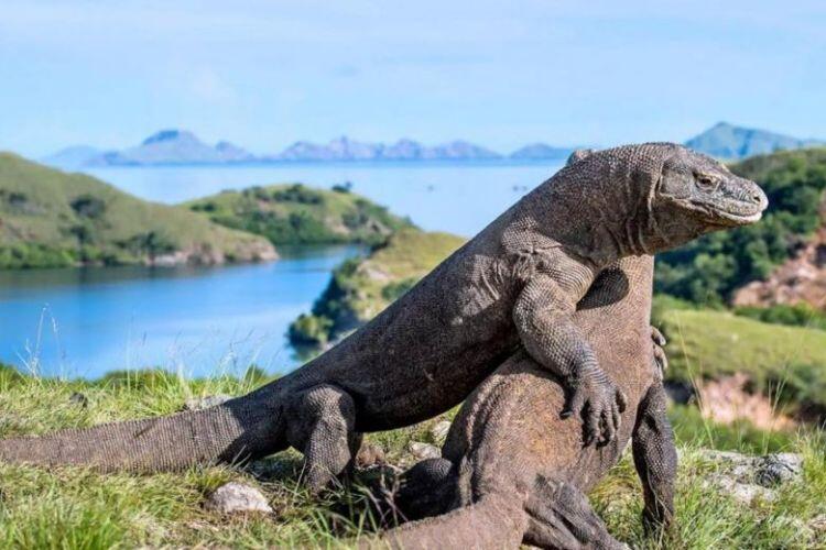 14 Juta Hanya Untuk Melihat Komodo? Ini Alasannya