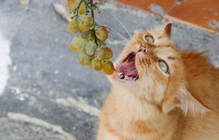 10 Makanan yang Tidak Boleh Diberikan pada Kucing Meski Mereka Mengeong Meminta