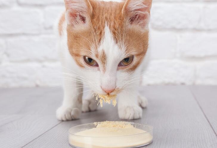 10 Makanan yang Tidak Boleh Diberikan pada Kucing Meski Mereka Mengeong Meminta