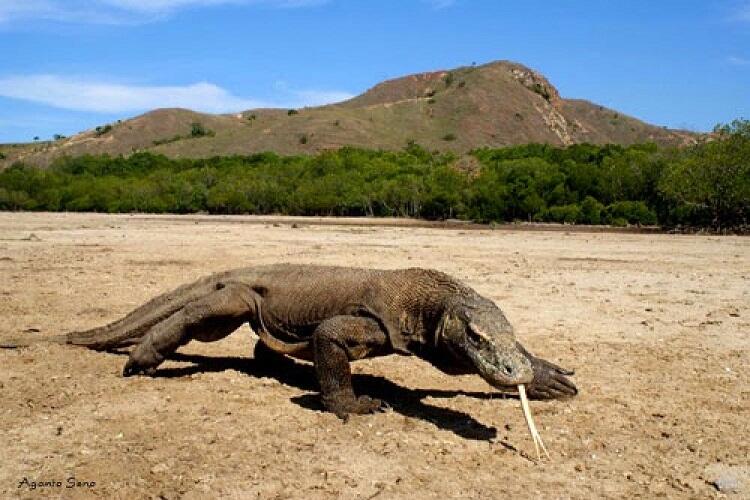 Pulau Komodo: (Salah Satu) Wisata Terbaik Indonesia