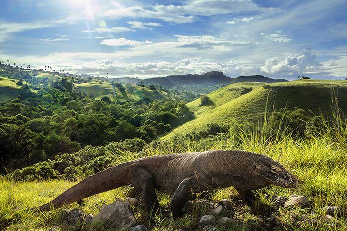 Pulau Komodo: (Salah Satu) Wisata Terbaik Indonesia
