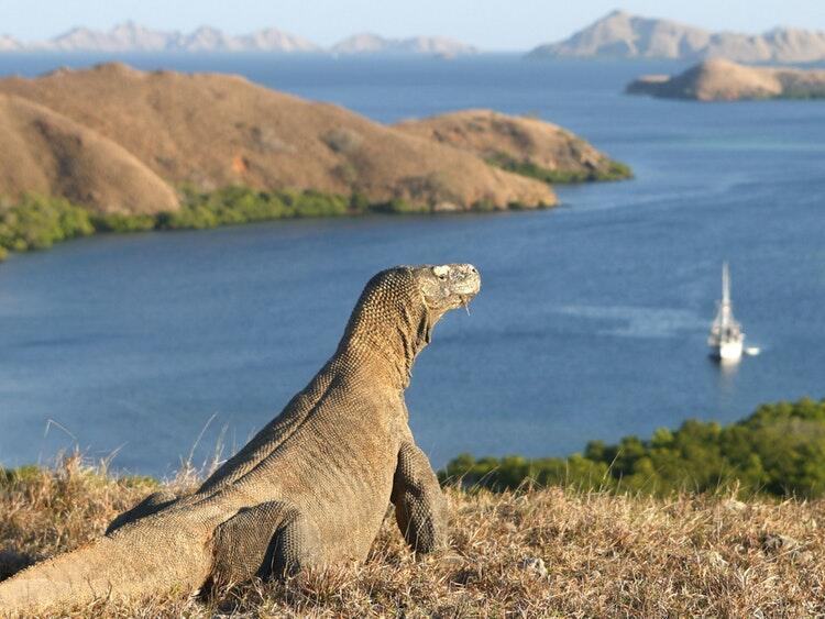 Pulau Komodo: (Salah Satu) Wisata Terbaik Indonesia