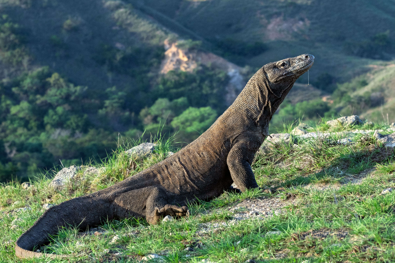 Sudah Berwisata Ke Pulau Komodo? Buruan, Sebelum Harga Tiket Berubah Jadi Fantastis