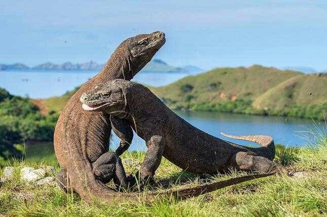 14 Juta Untuk Tiket Pulau Komodo Saja ?