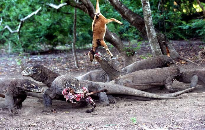 Alasan Penutupan Terhadap Taman Nasional Pulau Komodo Dan Dampak Tiket Masuknya