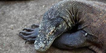 Alasan Penutupan Terhadap Taman Nasional Pulau Komodo Dan Dampak Tiket Masuknya