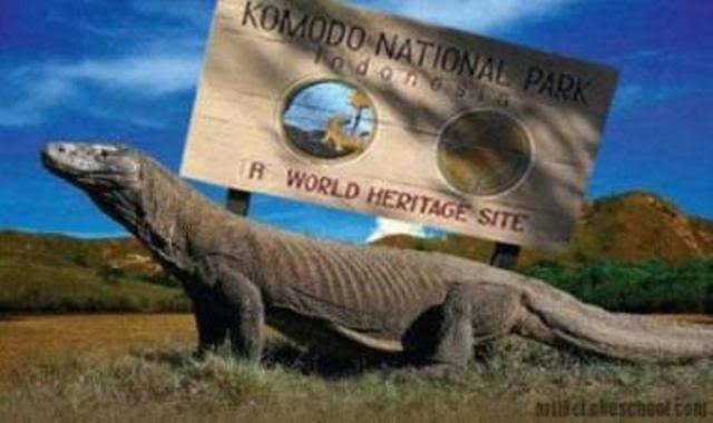 Alasan Penutupan Terhadap Taman Nasional Pulau Komodo Dan Dampak Tiket Masuknya