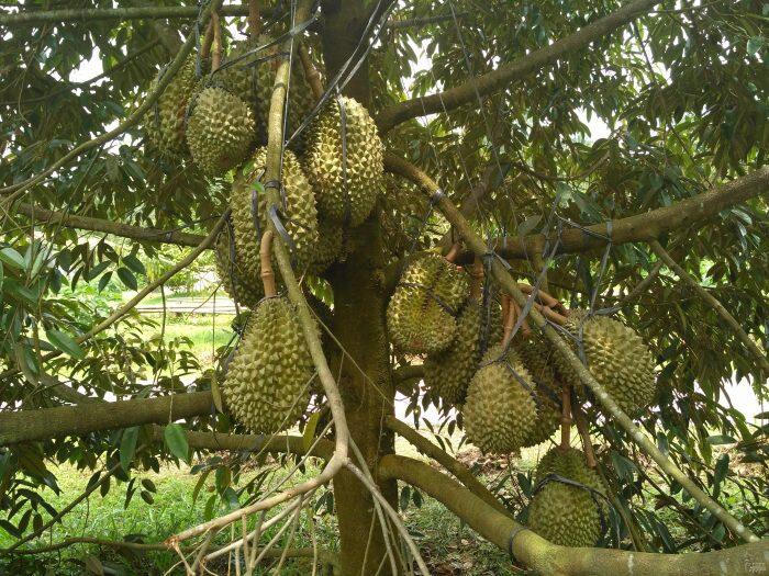 Tempoyak Makanan Fermentasi dari Durian