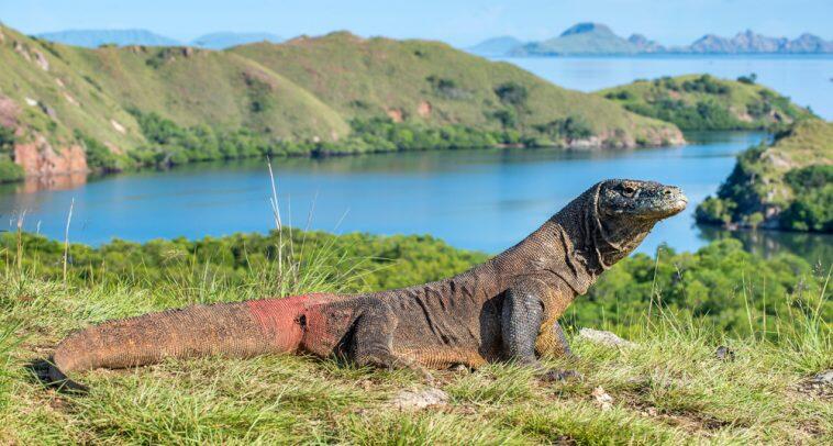 Warga Pulau Komodo Dapat Kabar Gembira!! Nasib Wisatawan Belum Ada Kepastian.