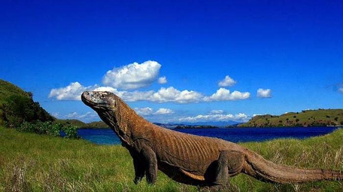 Bayangan Ane Saat Pulau Komodo Menjadi Eksklusif, dari Heritage Hingga Jurassic Park