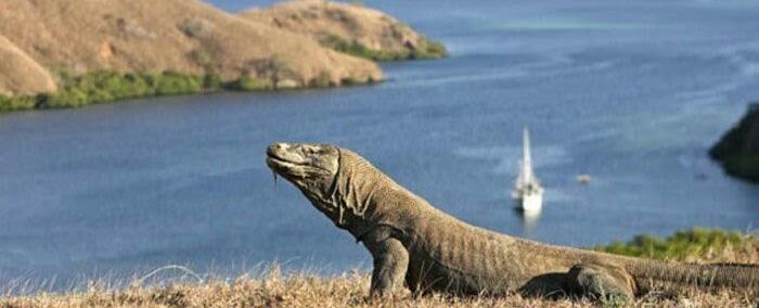 Masih Adakah Yang Minat Berkunjung Ke Pulau Komodo??