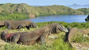 Mahalnya Wisata Pulau Komodo