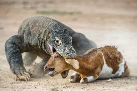 Daya Tarik Pulau Komodo, Tiket Masuk Keindahan Wisata?